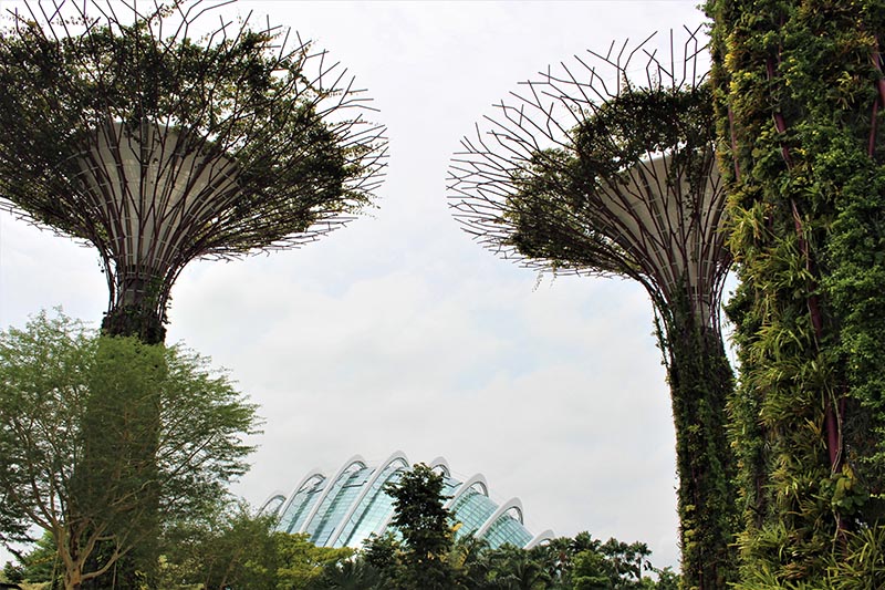 gardens by the bay arbres